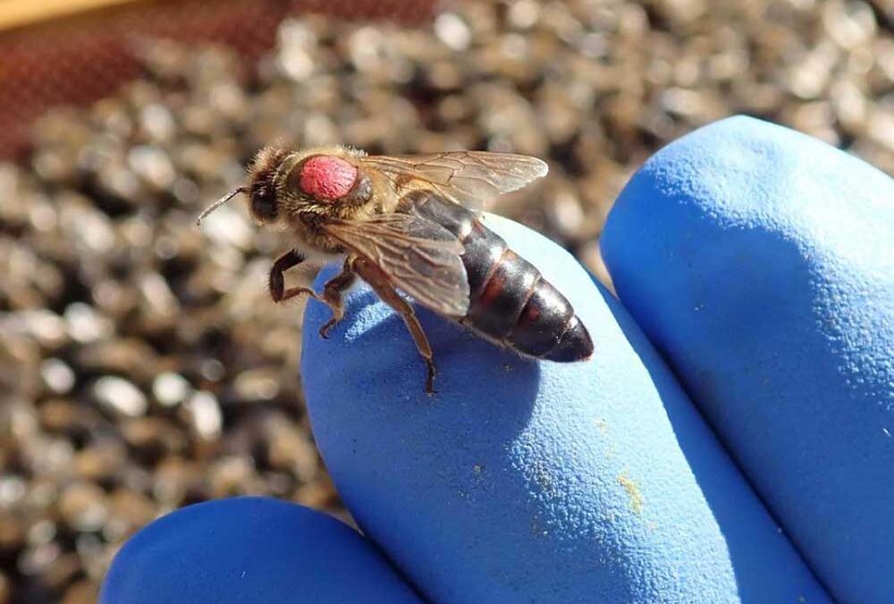 Qué debes saber antes de comprar una abeja reina ibérica
