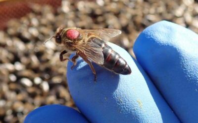 Qué debes saber antes de comprar una abeja reina ibérica
