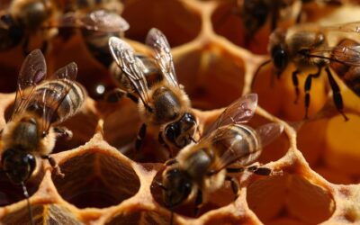 Qué hacer cuando recibes una abeja reina